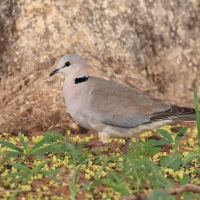 Snogarlica popielata - Streptopelia capicola - Ring-necked Dove