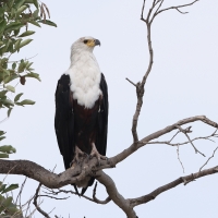 Rybożer afrykański- African Fish Eagle