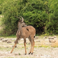 Kudu wielkie