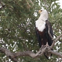 Rybożer afrykański- African Fish Eagle