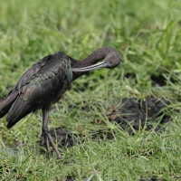 Ibis kasztanowaty - Plegadis falcinellus - Glossy Ibis