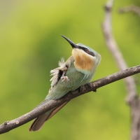 Żołna modrolica - Merops persicus - Blue-cheeked Bee-eater
