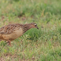 Frankolin czubaty - Dendroperdix sephaena - Crested Francolin