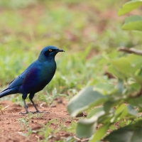 Błyszczak stalowy - Lamprotornis chalybaeus - Greater Blue-eared Starling
