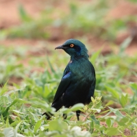 Błyszczak stalowy - Lamprotornis chalybaeus - Greater Blue-eared Starling