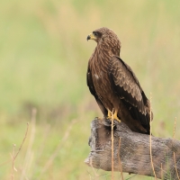 Orzełek afrykański - Hieraaetus wahlberg - Wahlberg's Eagle