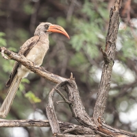 Toko ciemny - Lophoceros bradfieldi - Bradfield's hornbill