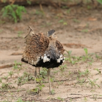 Dropik rdzawoczuby - Lophotis ruficrista - Red-crested korhaan