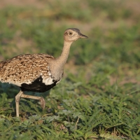 Dropik rdzawoczuby - Lophotis ruficrista - Red-crested korhaan