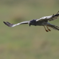 Błotniak łąkowy - Circus pygargus - Montagu's Harrier