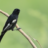 Sikora czarna - Melaniparus niger - Southern Black Tit