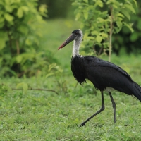 Bocian białoszyi - Ciconia episcopus - Woolly-necked Stork