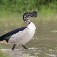 Dziwonos - Sarkidiornis melanotos - Knob-billed Duck
