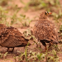 Stepówka dwuwstęgowa - Pterocles bicinctus - Double-banded Sandgrouse