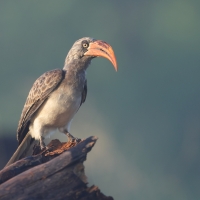 Toko ciemny - Lophoceros bradfieldi - Bradfield's hornbill
