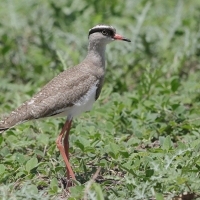 Czajka koroniasta - Vanellus coronatus - Crowned Lapwing