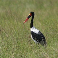 Żabiru afrykański - Saddle-billed Stork