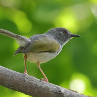 Beczak zielonogrzbiety - Camaroptera brachyura - Green-backed Camaroptera