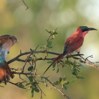Żołna karminowa - Merops nubicoides - Southern Carmine Bee-eater