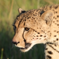 Gepard w parku Moremi