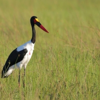 Żabiru afrykański - Saddle-billed Stork