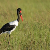 Żabiru afrykański - Saddle-billed Stork