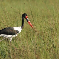 Żabiru afrykański - Saddle-billed Stork
