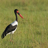Żabiru afrykański - Saddle-billed Stork