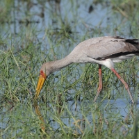 Dławigad afrykański - Mycteria ibis - Yellow-billed Stork