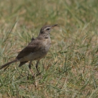 Świergotek gładki - Anthus leucophrys - Plain-backed Pipit
