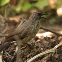 Tymal kroplisty - Turdoides jardineii - Arrow-marked Babbler