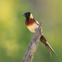 Wdówka rajska - Vidua paradisaea - Long-tailed Paradise Whydah