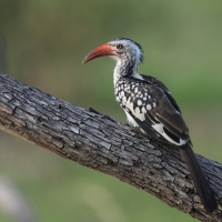 Toko buszmeński - Tockus rufirostris - Southern red-billed hornbill