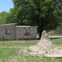 Maun