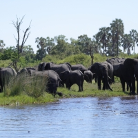 Słonie nad Okawango