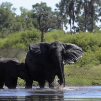Słonie nad Okawango