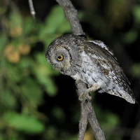 Syczek afrykański - Otus senegalensis - African Scops Owl