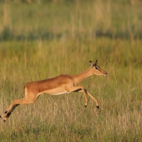 Impala