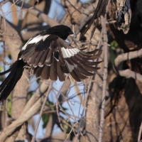 Dzierzba srokata - Lanius melanoleucus - Magpie Shrike
