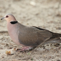 Synogarlica czerwonooka - Streptopelia semitorquata - Red-eyed Dove