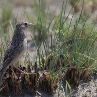 Skowroniec pustynny - Mirafra fasciolata - Eastern Clapper Lark