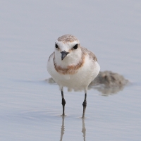 Sieweczka przylądkowa - Charadrius pallidus - Chestnut-banded Plover