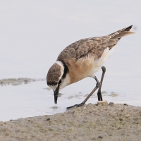 Sieweczka piaskowa - Charadrius pecuarius - Kittlitz's Plover