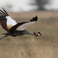 Koronnik szary - Balearica regulorum - Grey Crowned Crane