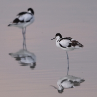 Szablodziób - Pied Avocet