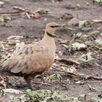 Stepówka żółtogardła - Pterocles gutturalis - Yellow-throated Sandgrouse