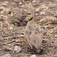 Stepówka żółtogardła - Pterocles gutturalis - Yellow-throated Sandgrouse
