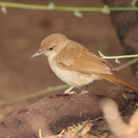 Jasnobrzuch ziemny - Phyllastrephus terrestris - Terrestrial Brownbul