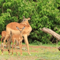 Impala zwyczajna - Aepyceros melampus - Impala