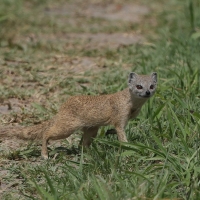Mangustolisek afrykański - Cynictis penicillata - Yellow Mongoose